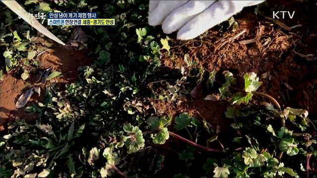 봄의 시작을 알리다! 안성 냉이 캐기 체험 행사