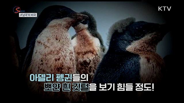 진흙투성이 펭귄, 여기 남극 맞나요? [S&News]