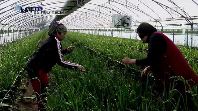 온난화 영향···'봄의 전령사' 프리지어 출하