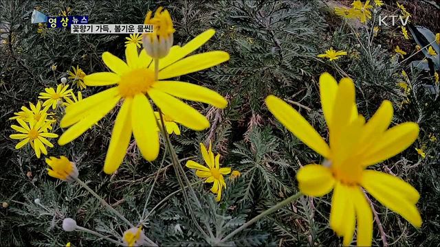 꽃향기 가득, 봄기운 물씬! [한국의 美]