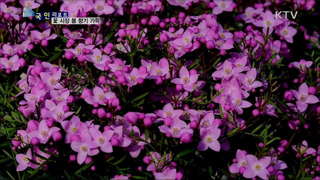 봄 향기 가득···꽃 시장 나들이 가요 