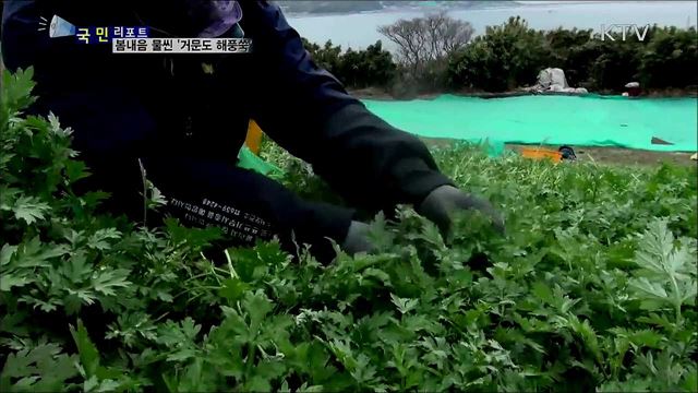 봄내음 물씬···'거문도 해풍 쑥' 수확  