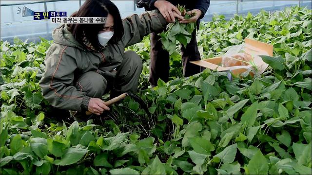 곳곳에서 봄나물 수확···농민들 바쁜 손길 