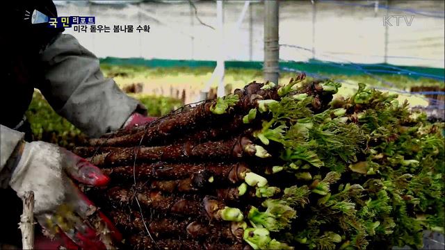 곳곳에서 봄나물 수확···농민들 바쁜 손길 