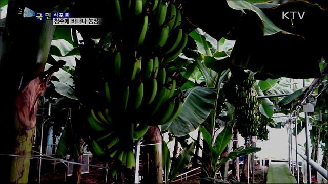 열대작물 재배지 북상···청주에 바나나 '쑥쑥’