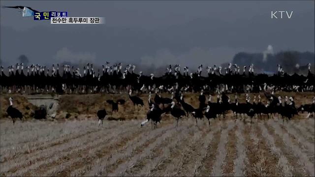 철새 도래지 천수만···흑두루미 떼 장관