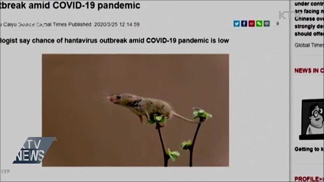 한타바이러스 창궐?···'사람 간 전파 극히 드물어'