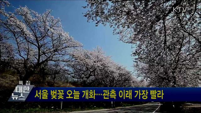 서울 벚꽃 오늘 개화···관측 이래 가장 빨라