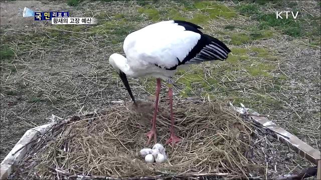 황새의 고장 예산···자연 번식 황새 식구 늘어