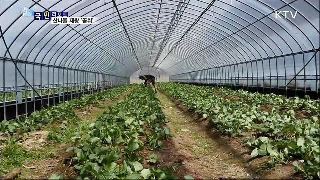 '산나물 제왕'···청정 인제 곰취 맛보세요