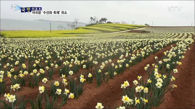 각양각색 '수선화 섬'···축제 취소 아쉬움
