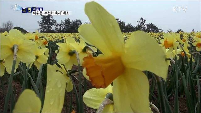 각양각색 '수선화 섬'···축제 취소 아쉬움