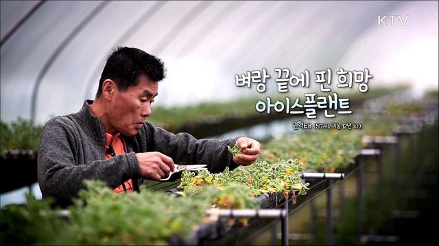 벼랑 끝에 핀 희망, 아이스플랜트