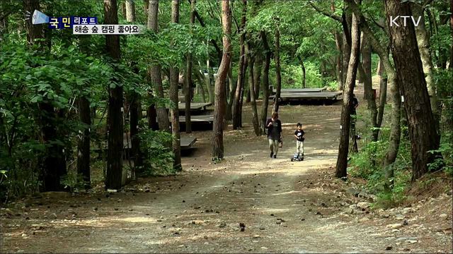 해송 숲속 캠핑···"코로나19 스트레스 풀어요"