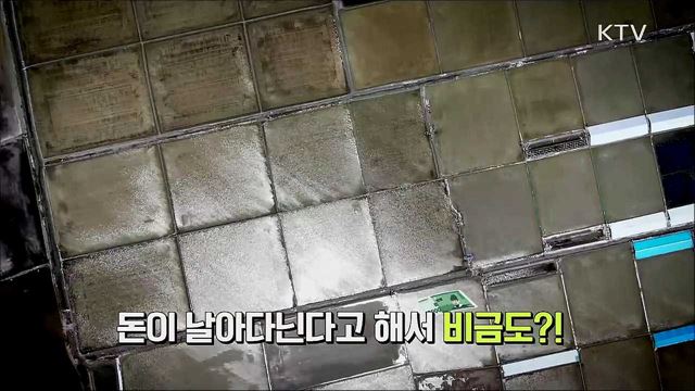 굳세어라 비금도 함초 여인