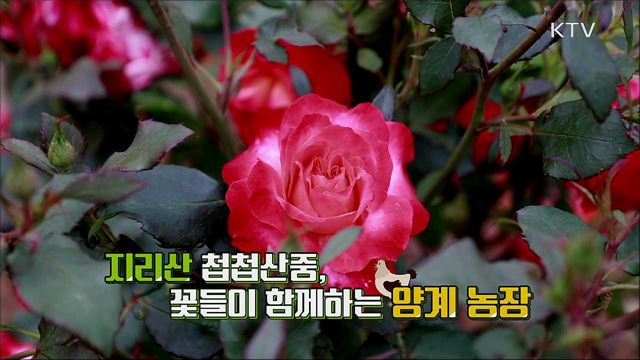 꼬꼬아빠와 100억 신화