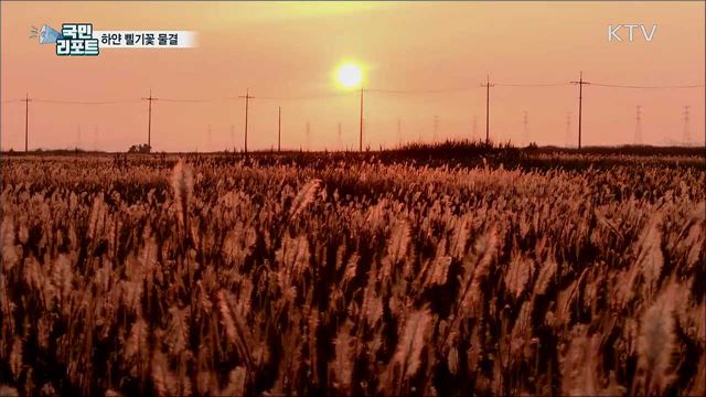 시화호 간척지···하얀 삘기꽃 물결