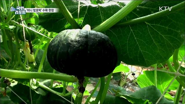 '한 손에 쏙~' 영양가 높은 미니 밤호박 수확
