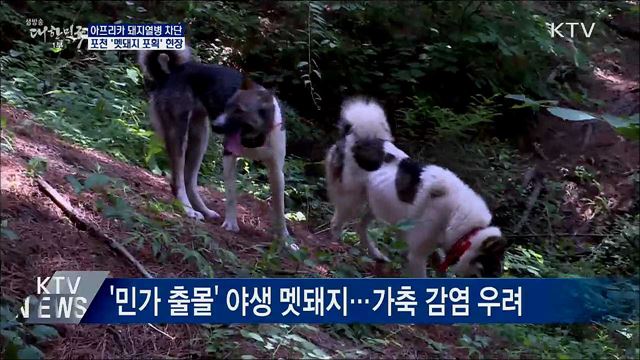 아프리카 돼지열병과의 사투···멧돼지 포획 현장