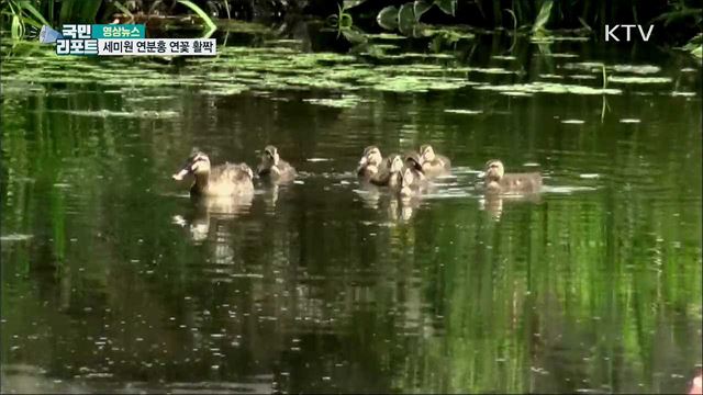 세미원 연분홍 연꽃 활짝 [한국의 美]