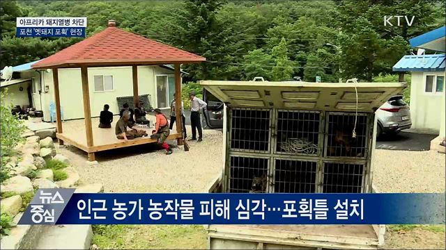아프리카 돼지열병과의 사투···멧돼지 포획 현장