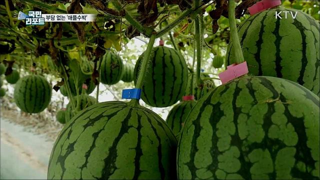 1~2인 가구에 딱···'애플수박' 인기