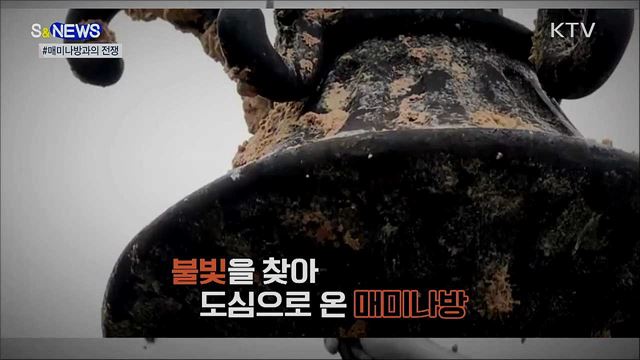 재난영화 아니야?···매미나방의 '습격‘ [S&News]