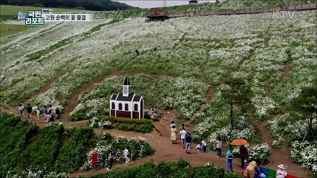 평창 청옥산 육백마지기···순백의 데이지 꽃 물결