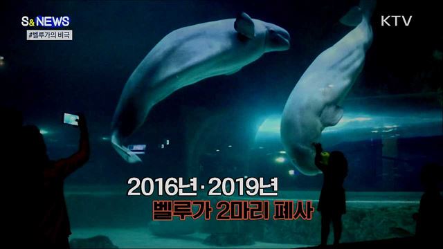 재난영화 아니야?···매미나방의 '습격‘ [S&News]