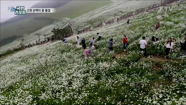 평창 청옥산 육백 마지기···순백의 데이지꽃 물결