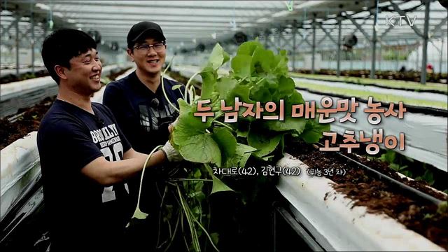 두 남자의 매운맛 농사 고추냉이