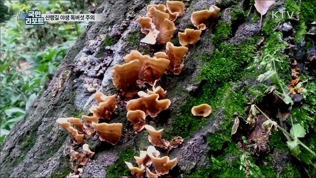 여름철 산행 '야생 독버섯' 조심···손대지 마세요