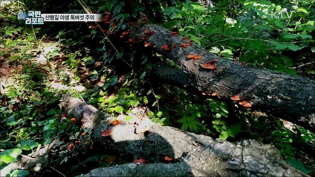 여름철 산행 '야생 독버섯' 조심···손대지 마세요