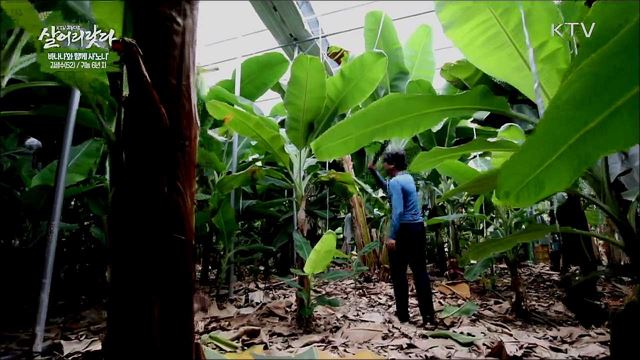 '바나나'와 함께 사'노니'