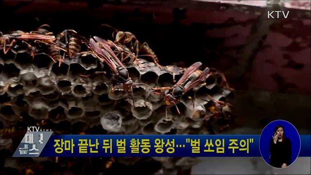 장마 끝난 뒤 벌 활동 왕성···"벌 쏘임 주의"