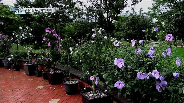 나라꽃 무궁화 매력에 빠져···곳곳 화분 전시
