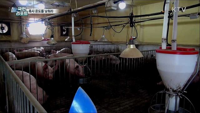 온도를 낮춰라···축사 폭염과 힘겨운 싸움