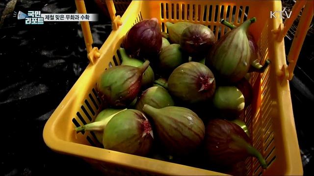 '신비의 과일' 무화과···주산지 수확 한창
