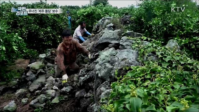 태풍·장마로 와르르···'제주 돌담' 다시 쌓아