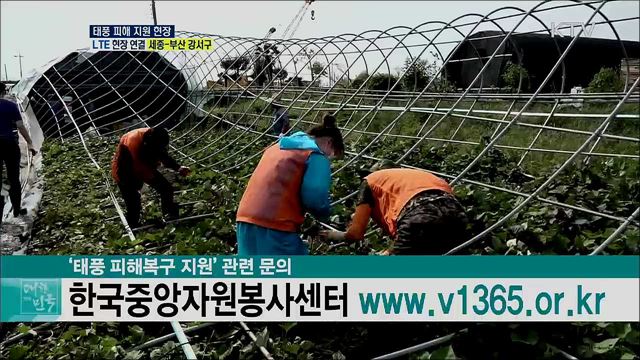 태풍 피해 농가, 자원봉사자 지원 현장