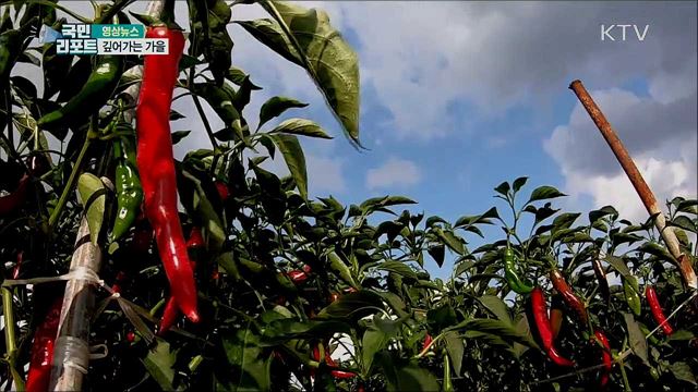 자라섬, 깊어가는 가을 [한국의 美]