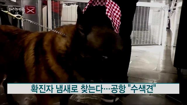 확진자 냄새로 찾는다···공항 "수색견" [해외토픽]