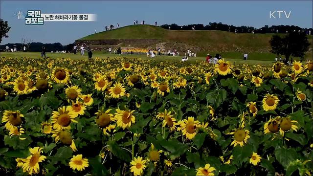 연천 호로고루 들판···가을빛 해바라기 물결