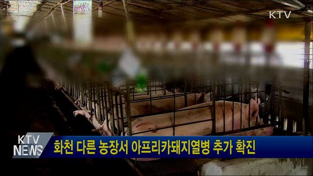 화천 다른 농장서 아프리카돼지열병 추가 확진