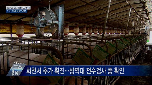 화천서 돼지열병 또 발생···인근 지역 농장 '음성'