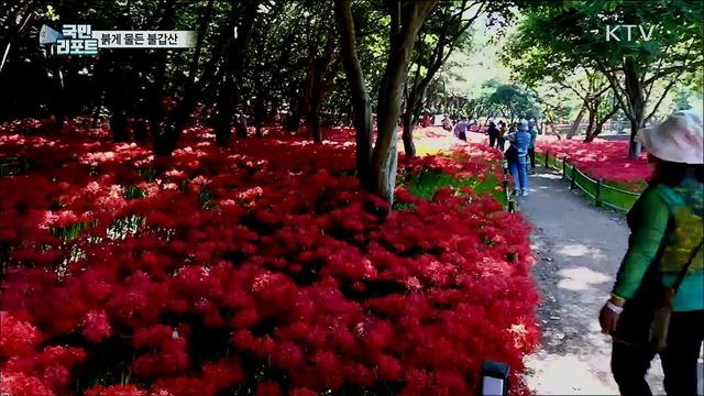 영광 불갑산, 상사화 붉은 물결로 물들다