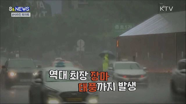 사라진 토마토···곧 돌아옵니다! [S&News]