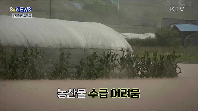 사라진 토마토···곧 돌아옵니다! [S&News]