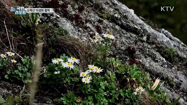 소백산 야생화 활짝···코로나19 피로 씻어요