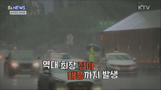 사라진 토마토···곧 돌아옵니다! [S&News]